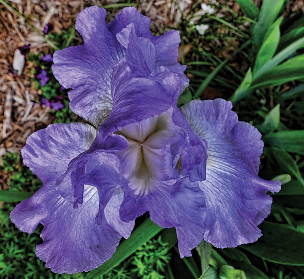 Irises in the West End