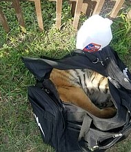 Border patrol agents found an abandoned duffel bag with a tiger cub inside it on the US-Mexico border.