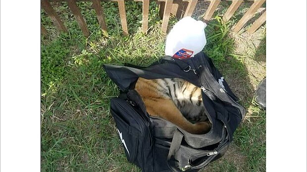 Border patrol agents found an abandoned duffel bag with a tiger cub inside it on the US-Mexico border.