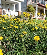 Buttercups in plaza in Battery Park
