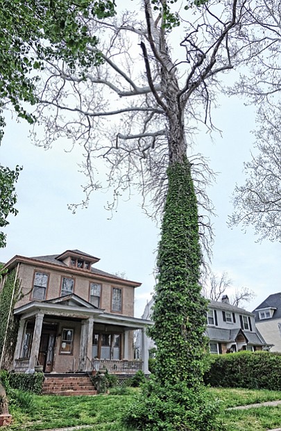 Cityscape // he Free Press sent queries to several city officials about the tree for an article published in last week’s edition about Mr. Turner’s unsuccessful efforts to have it removed.   