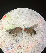 Fruit flies marked with dots of paint in a Rice University lab were used to measure how an infection is spread in communities of different genotypes, with various sex ratios and either a male or female "patient zero." 