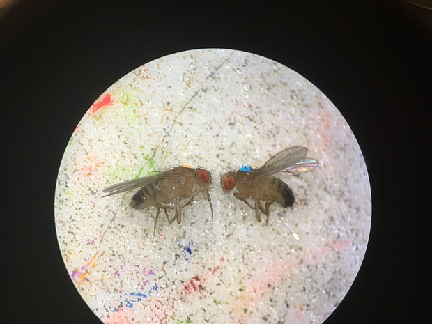 Fruit flies marked with dots of paint in a Rice University lab were used to measure how an infection is spread in communities of different genotypes, with various sex ratios and either a male or female "patient zero." 