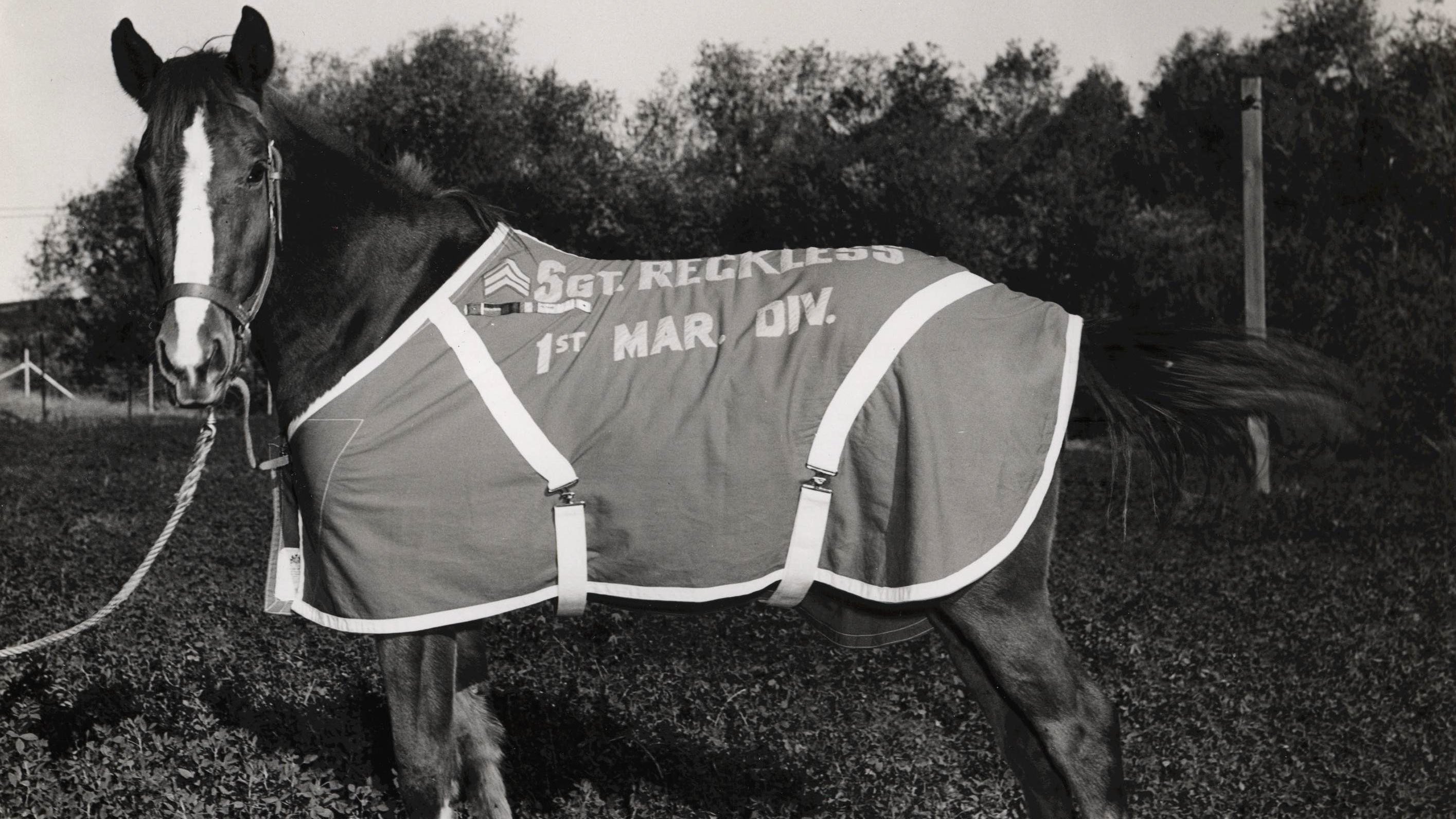 the-legend-of-sergeant-reckless-america-s-greatest-war-horse-houston