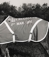 When a horse senses danger, its instincts tell it to run away as fast as possible.

But during the 1950-53 Korean War, one mare would run towards it: Staff Sergeant Reckless, the only horse in US history to have been promoted to the rank of sergeant.