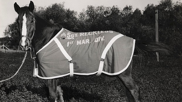When a horse senses danger, its instincts tell it to run away as fast as possible.

But during the 1950-53 Korean War, one mare would run towards it: Staff Sergeant Reckless, the only horse in US history to have been promoted to the rank of sergeant.