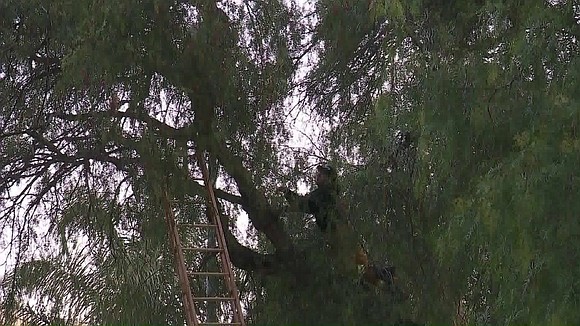 A woman who had climbed up a tree in Canoga Park and refused to come down for nearly 12 hours …