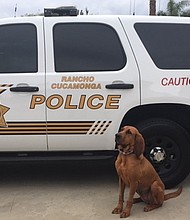 A man suspected of driving under the influence and running away from the scene of a vehicle accident was arrested Sunday evening with the help of a police K-9 in Rancho Cucamonga, according to authorities.