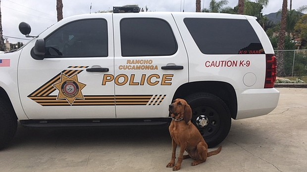 A man suspected of driving under the influence and running away from the scene of a vehicle accident was arrested Sunday evening with the help of a police K-9 in Rancho Cucamonga, according to authorities.