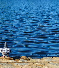 Pigeon at Fountain Lake in Byrd Park