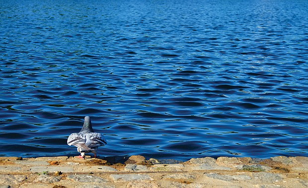 Pigeon at Fountain Lake in Byrd Park