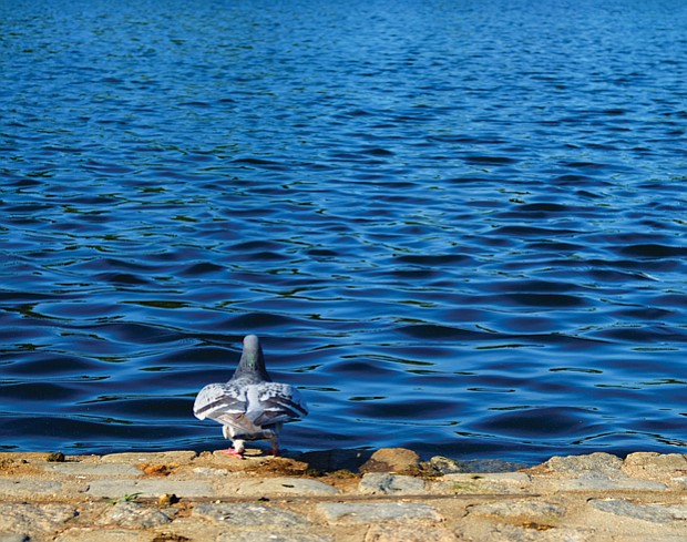 Pigeon at Fountain Lake in Byrd Park