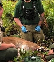 The cougar appeared to be stalking two men as they rode their bikes over the weekend in the Cascade Mountains near Seattle.
