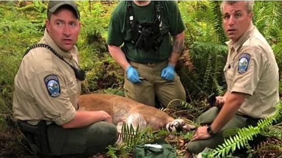 The fatal cougar attack in Washington state over the weekend isn't just rare; it's basically unheard of.