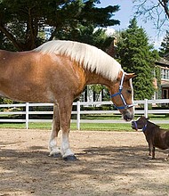 Thumbelina is just 17.5 inches (44.5cms) tall.