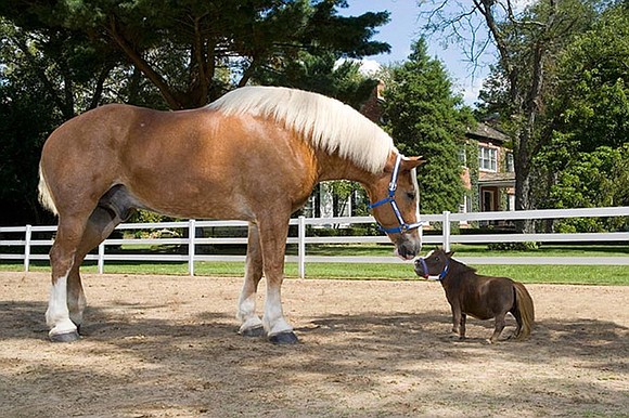 Horses come in all shapes, colors and sizes. From the Falabella miniature horse, to the tall British Shire. And just …