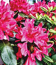 Rhododendron splendor in North Side // 