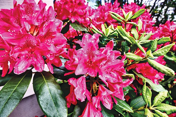 Rhododendron splendor in North Side // 