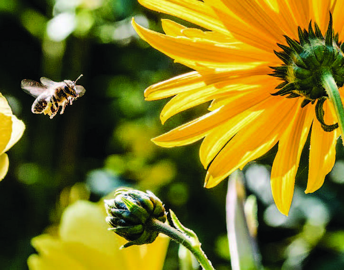 The Honeybee Conservancy has announced the selection of 80 community organizations from across the United States to benefit from their successful Sponsor-A-Hive program.