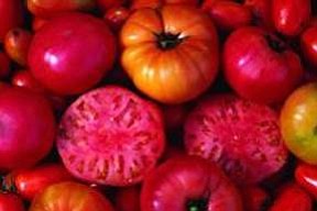 Tomatoes are the most popular vegetable in home gardens across America; most gardeners agree nothing tastes better than a homegrown …