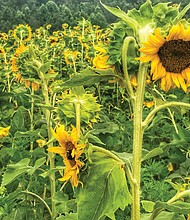 Field of sunflowers in Goochland