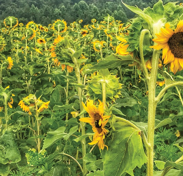 Field of sunflowers in Goochland