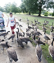 No ducks, just geese
Elizabeth Rodriguez and her son, Carlos, 6, introduce the family’s latest addition, 9-month-old Jake, to a gaggle of geese last Sunday. The family was strolling in Byrd Park, feeding the ducks and geese.