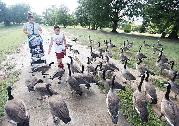 No ducks, just geese
Elizabeth Rodriguez and her son, Carlos, 6, introduce the family’s latest addition, 9-month-old Jake, to a gaggle of geese last Sunday. The family was strolling in Byrd Park, feeding the ducks and geese.
