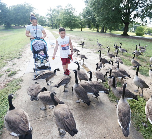 No ducks, just geese
Elizabeth Rodriguez and her son, Carlos, 6, introduce the family’s latest addition, 9-month-old Jake, to a gaggle of geese last Sunday. The family was strolling in Byrd Park, feeding the ducks and geese.