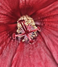 Hibiscus in the West End