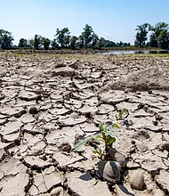 	The partly dried-out bed of the River Danube is pictured in Mariaposching, southern Germany, on Wednesday.