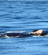 Scarlet is among a group of endangered, rapidly dwindling Southern Resident killer whales that frequent the Pacific Northwest.