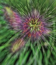 Ornamental grass in Downtown