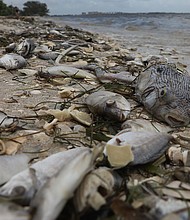 Florida Gov. Rick Scott issued an executive order Monday declaring a state of emergency for seven counties dealing with an unusually lengthy red tide algae bloom that has killed thousands of marine animals, his office said.