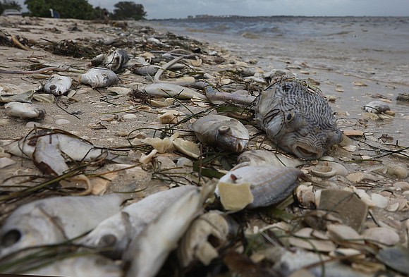 Florida Gov. Rick Scott issued an executive order Monday declaring a state of emergency for seven counties dealing with an …