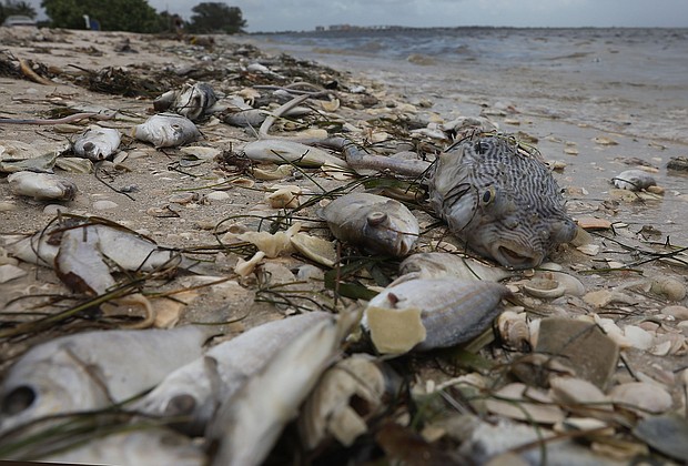 Florida Gov. Rick Scott issued an executive order Monday declaring a state of emergency for seven counties dealing with an unusually lengthy red tide algae bloom that has killed thousands of marine animals, his office said.