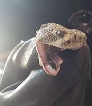 Phoenix woman and her family found a rattlesnake slithering around her backyard and took matters into her own hands to protect her two dogs.