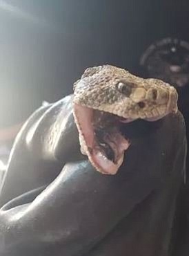 A Phoenix woman and her family found a rattlesnake slithering around her backyard and took matters into her own hands …