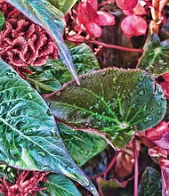 Morning dew on begonias in the West End.