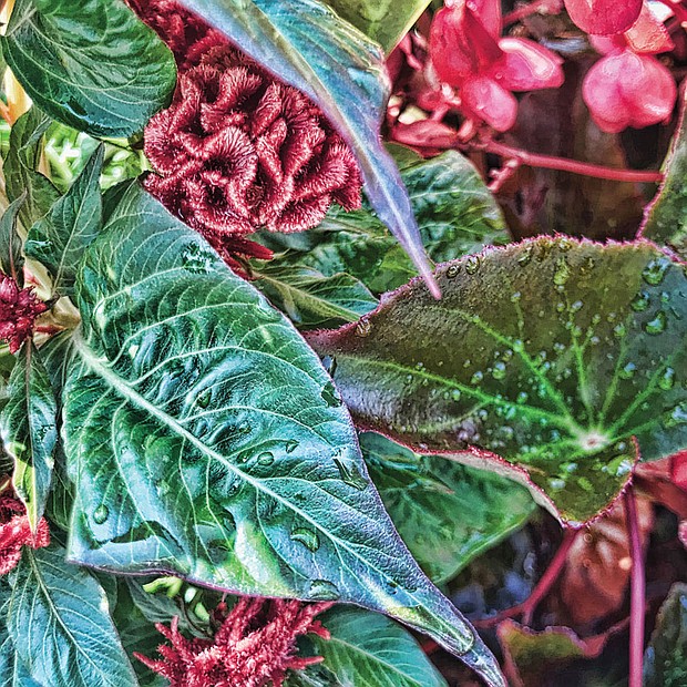Morning dew on begonias in the West End.