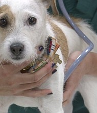 The need is even greater for specialty or emergency clinics like WestVet because often times they see the most critically-ill or critically-injured animals.