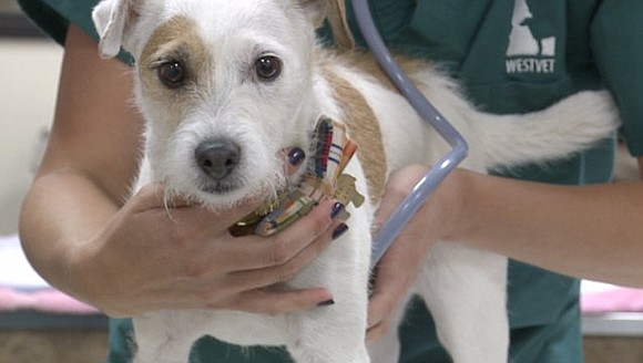 Veterinarians are seeing an alarming trend across the country where people are purposely injuring their pets to get their hands …