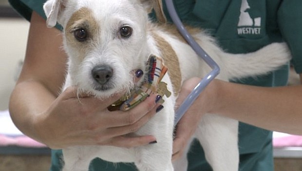 The need is even greater for specialty or emergency clinics like WestVet because often times they see the most critically-ill or critically-injured animals.