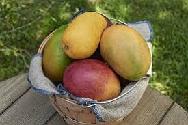 A study led by Texas A&M AgriLife Research scientists has shown consuming mango alleviates symptoms and associated biomarkers of constipation …