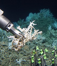 The submsersible Alvin collects a sample of Lophelia pertusa from an extensive mound of both dead and live coral.  CREDIT: Woods Hole Oceanographic Institute