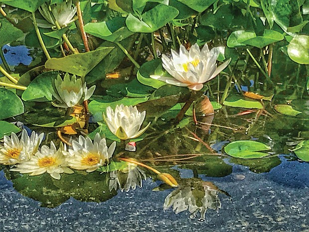 Water lilies in the Museum District (Sandra Sellars/Richmond Free Press)