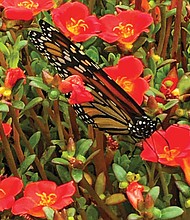 Butterfly among annuals in West End