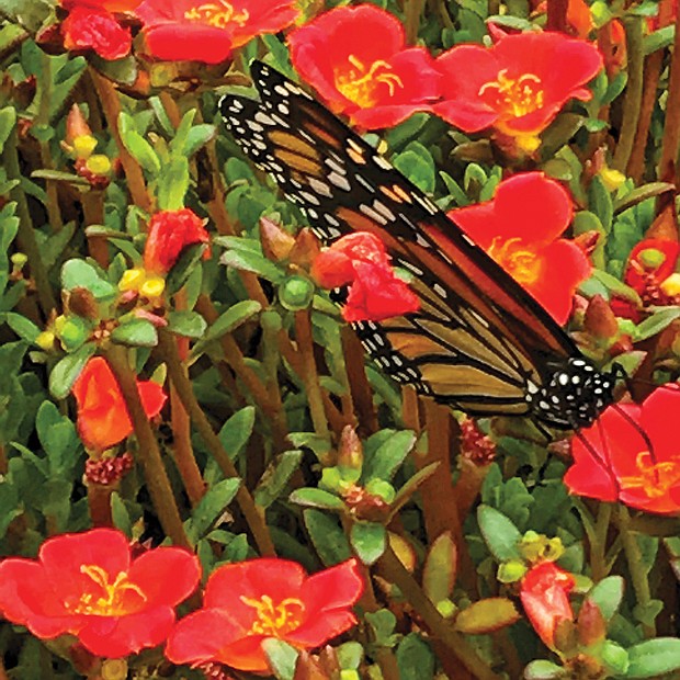 Butterfly among annuals in West End