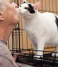 Cat Adoption