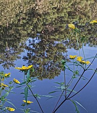 Reflection in Forest Hill Park (Sandra Sellars/Richmond Free Press)